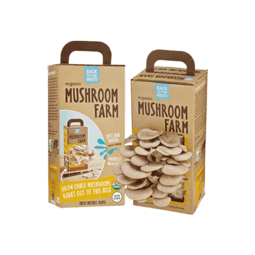 Mushroom Boxes